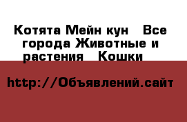 Котята Мейн кун - Все города Животные и растения » Кошки   